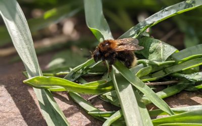 land recycling? 31 sites with contaminated sites!