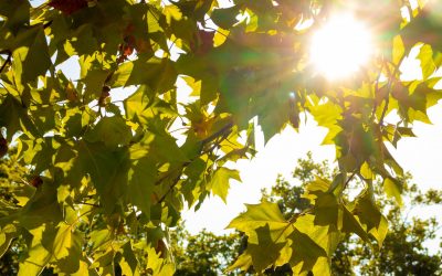 Wie viele Bäume wurden in Karlsruhe gefällt?