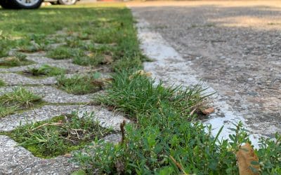 Karlsruhe als klimafreundliche „Schwammstadt“?