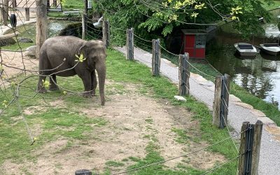 Mehr Verantwortung für den Zoo!